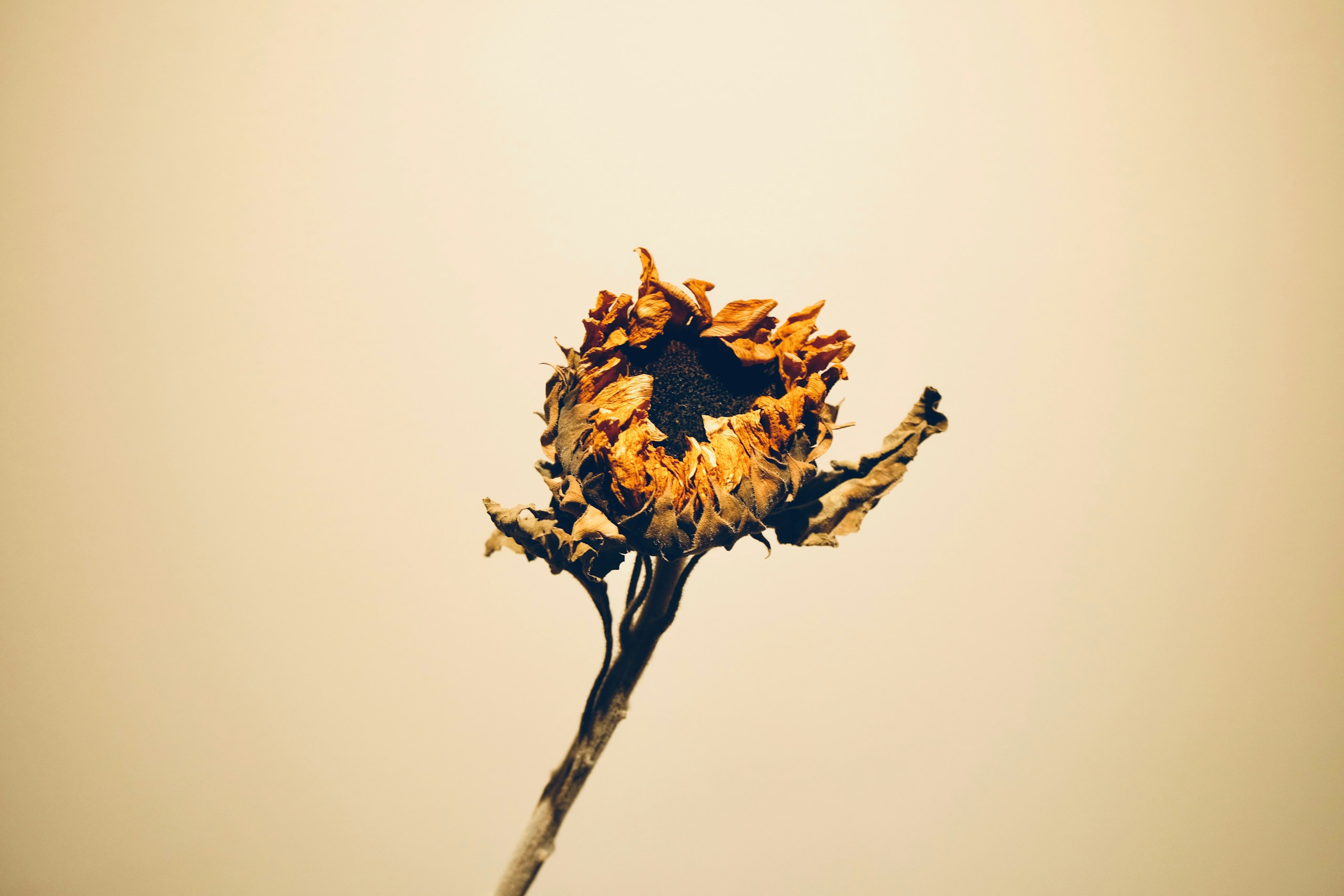 A single wilted sunflower head on a long stem against a soft beige background, warm-toned.