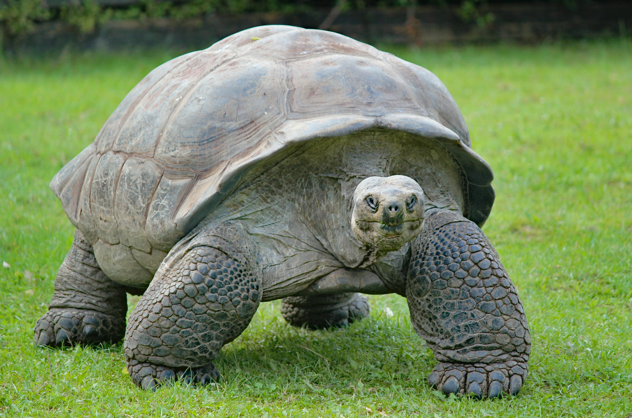 Large tortoise walking on grass, showing textured shell and sturdy, wrinkled legs in a sunny field.