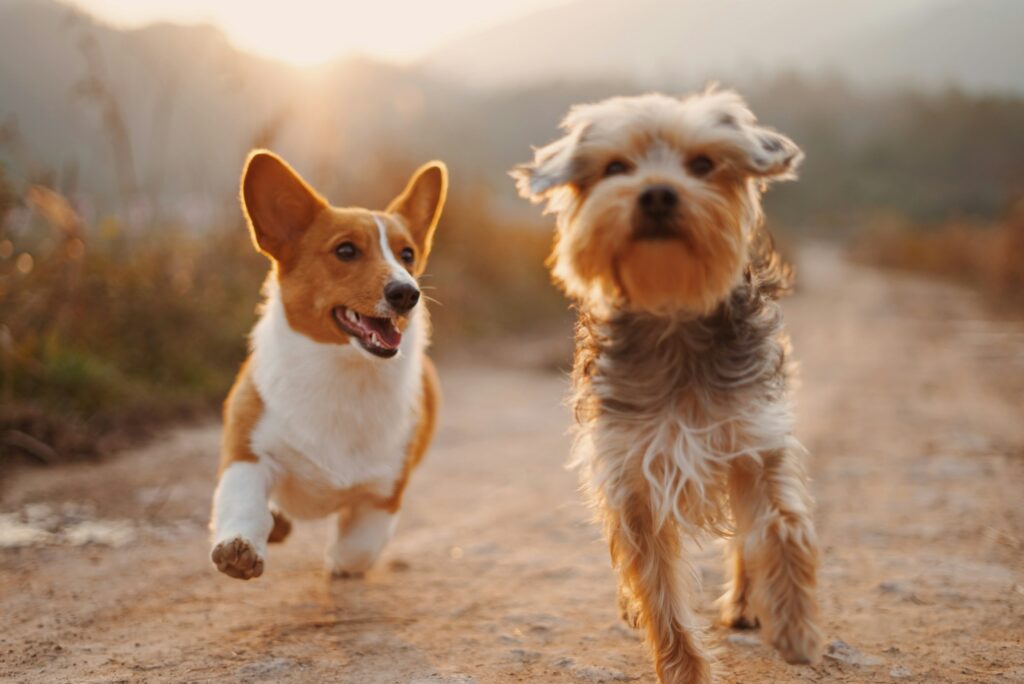Two dogs running toward the camera on a sunlit dirt path during golden hour.