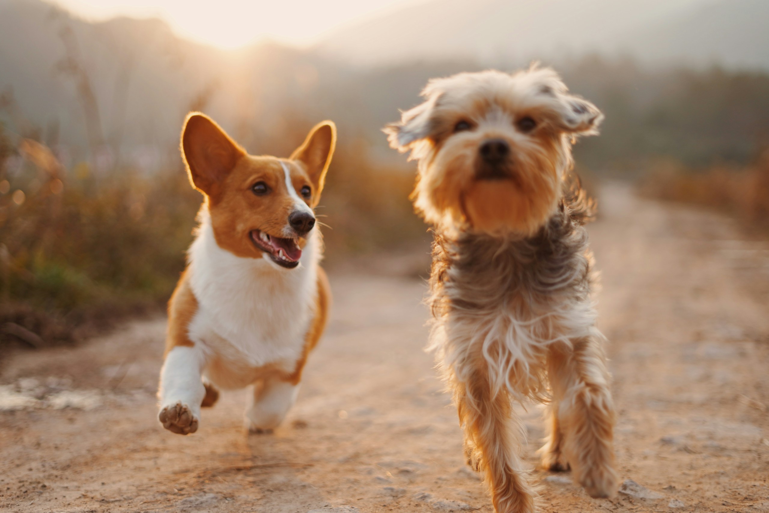 Two dogs running toward the camera on a sunlit dirt path during golden hour.